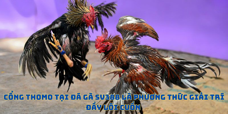 Cổng cược lôi cuốn thu hút được đông đảo member
