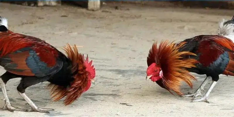 Bỏ túi bí kíp chơi đá gà bất bại cho Newbie