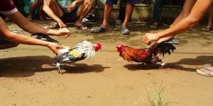 Đá gà cựa sắt