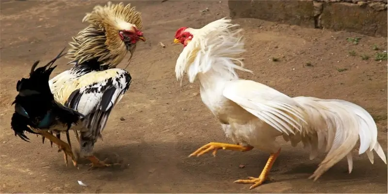 Danh sách kèo đá gà Campuchia phổ biến nhất thị trường