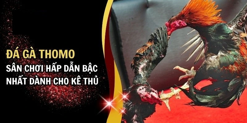 Tổng quan về đá gà Thomo