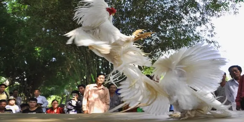 Hướng dẫn chi tiết cách đặt cược đá gà cựa sắt SV388 cho người mới