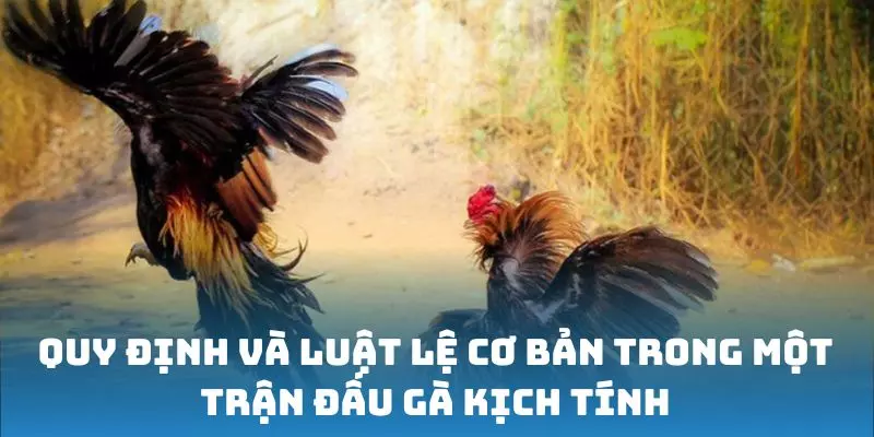 Quy định và luật lệ cơ bản trong một trận đấu gà kịch tính