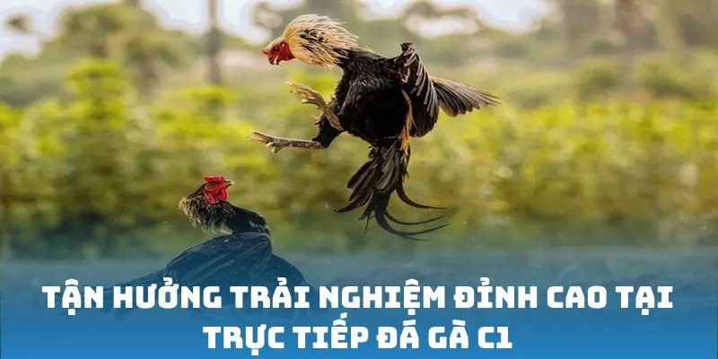 Tận hưởng trải nghiệm đỉnh cao tại trực tiếp đá gà C1