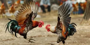 Trang cá cược đá gà uy tín