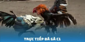 Trực tiếp đá gà C1